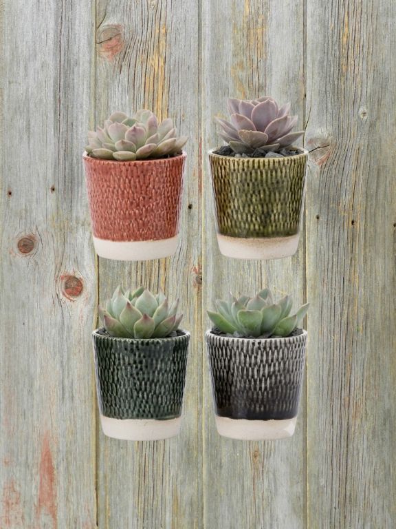 2.5" ETCHED SUCCULENT PLANT COMBO